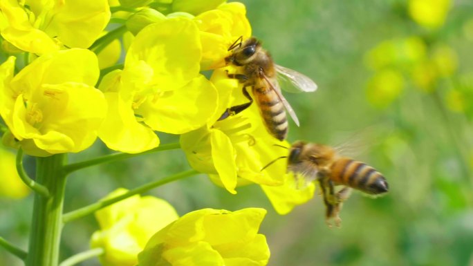 慢镜头拍摄春天油菜花上的蜜蜂采蜜授粉