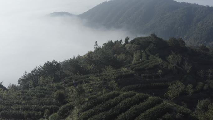 原创高清云海茶山茶园粗壮茶树枝干枝叶