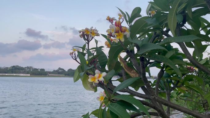 夕阳下映着粉色云朵的海边的鸡蛋花视频