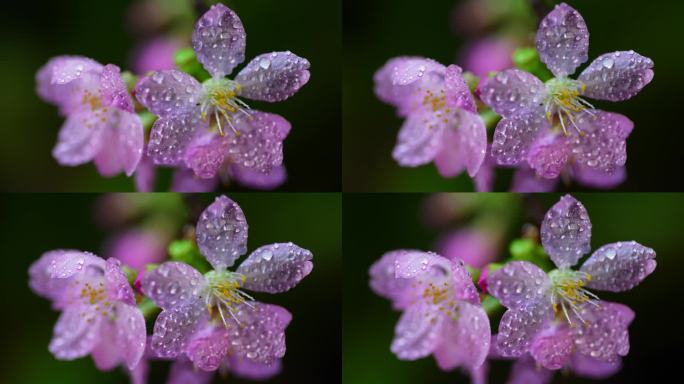 粉色樱花早樱