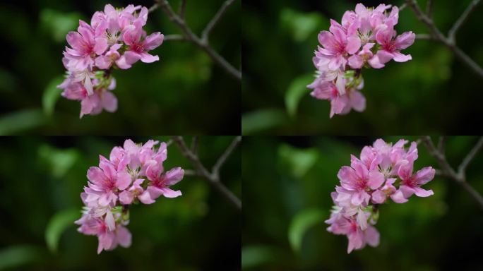 粉色樱花早樱