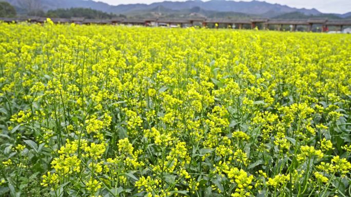 4K实拍广东韶关黄色菜花盛开迎客旅游打卡