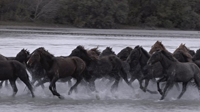 马群踩水奔跑