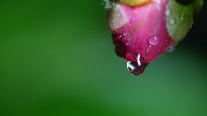 山茶花含苞欲放