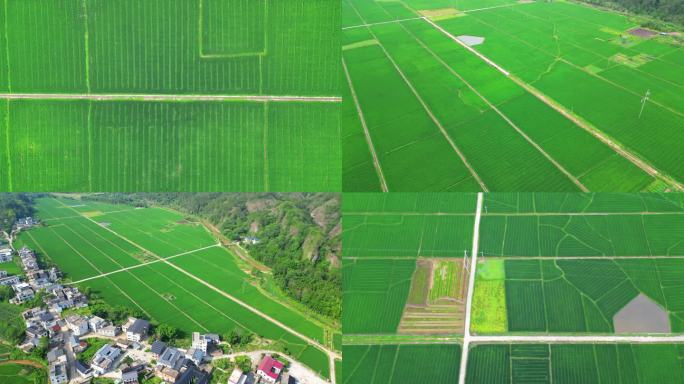 富硒水稻  稻田航拍