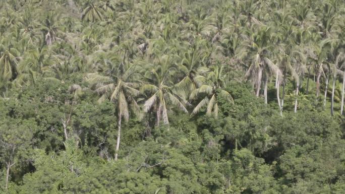 【4K】热带森林沿海岛屿椰林海岛航拍多段