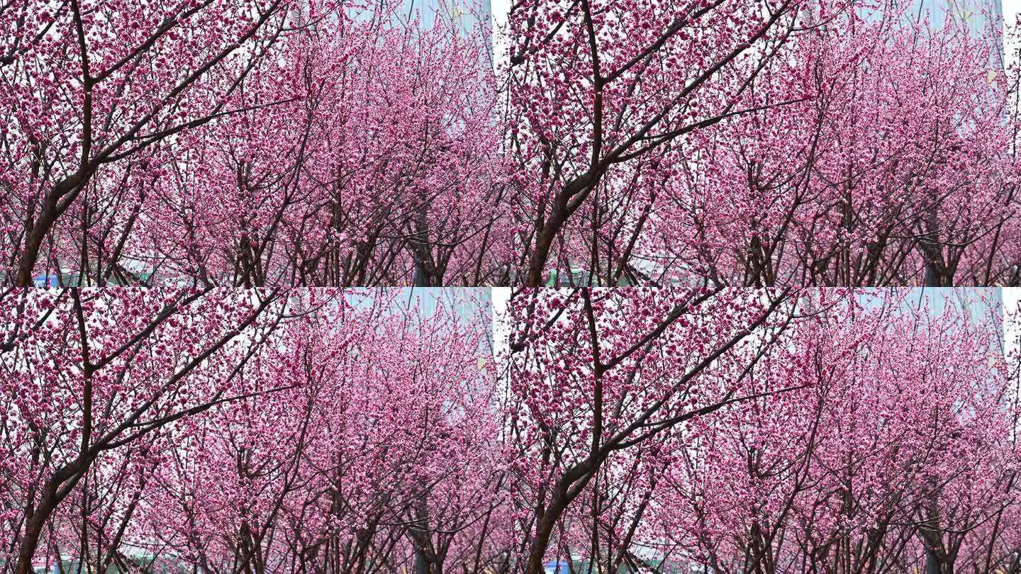 四川成都望江楼春季梅花雨