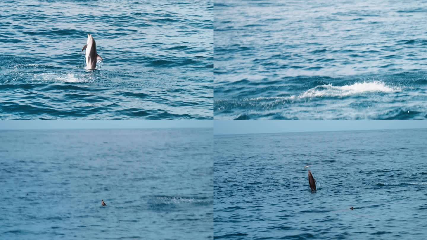 新西兰凯库拉海豚海中嬉戏