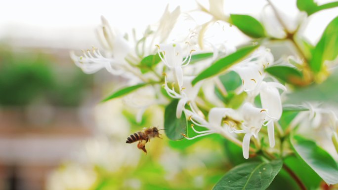 蜜蜂在金银花上采蜜特写