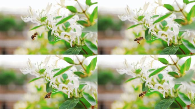 蜜蜂在金银花上采蜜特写