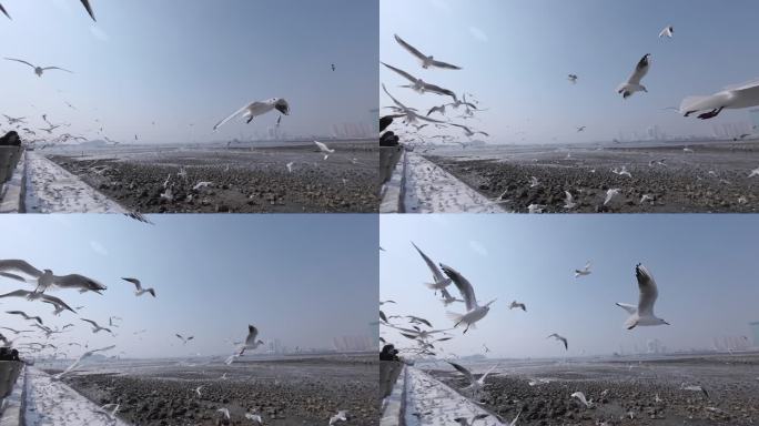 海鸥飞行升格拍摄慢动作海鸥素材-1