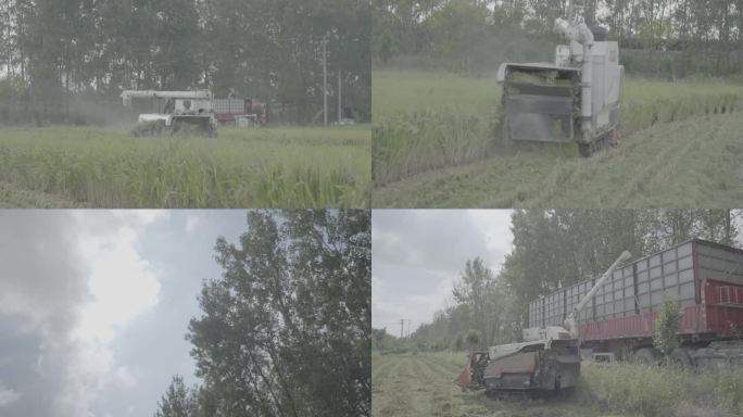 江苏省机械化水稻种植视频