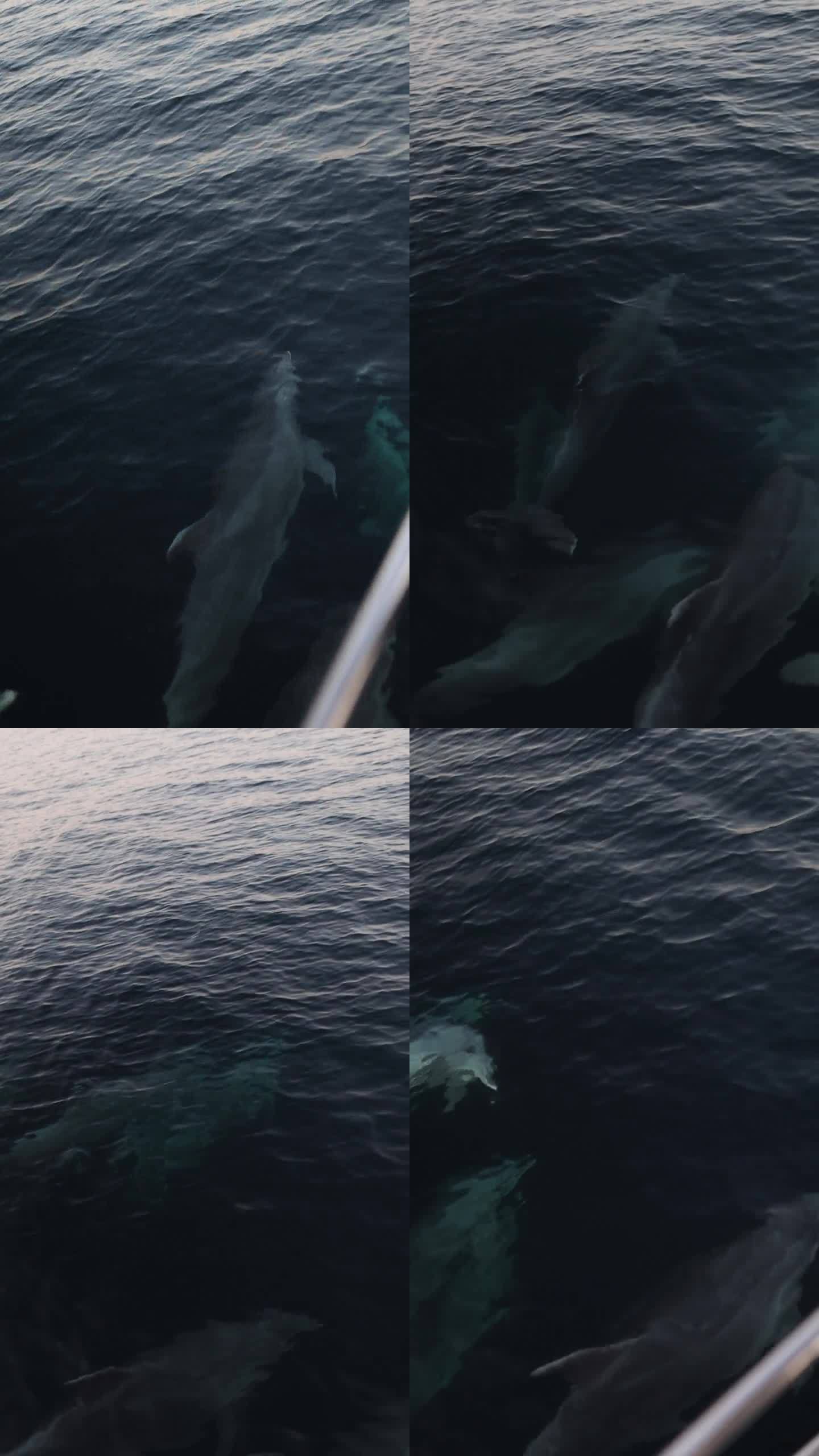海豚在海上的船旁嬉戏，欢快地跳出水面，在旅程中创造了难忘的乐趣和兴奋时刻。股票视频