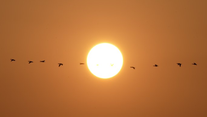 鸟类迁徙穿日落日