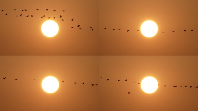 鸟类迁徙穿日落日