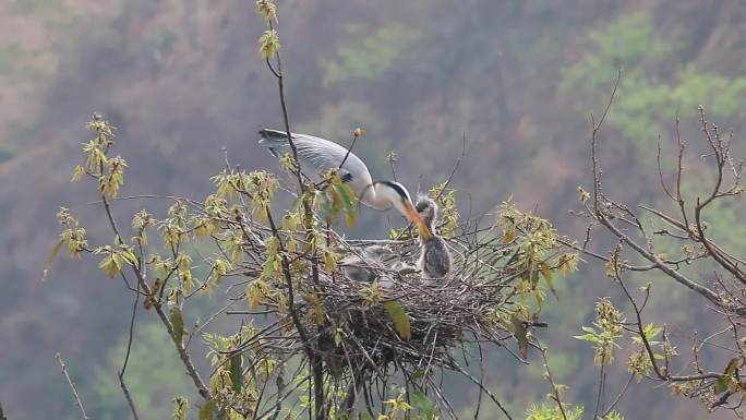 苍鹭站在巢穴上喂养雏鸟
