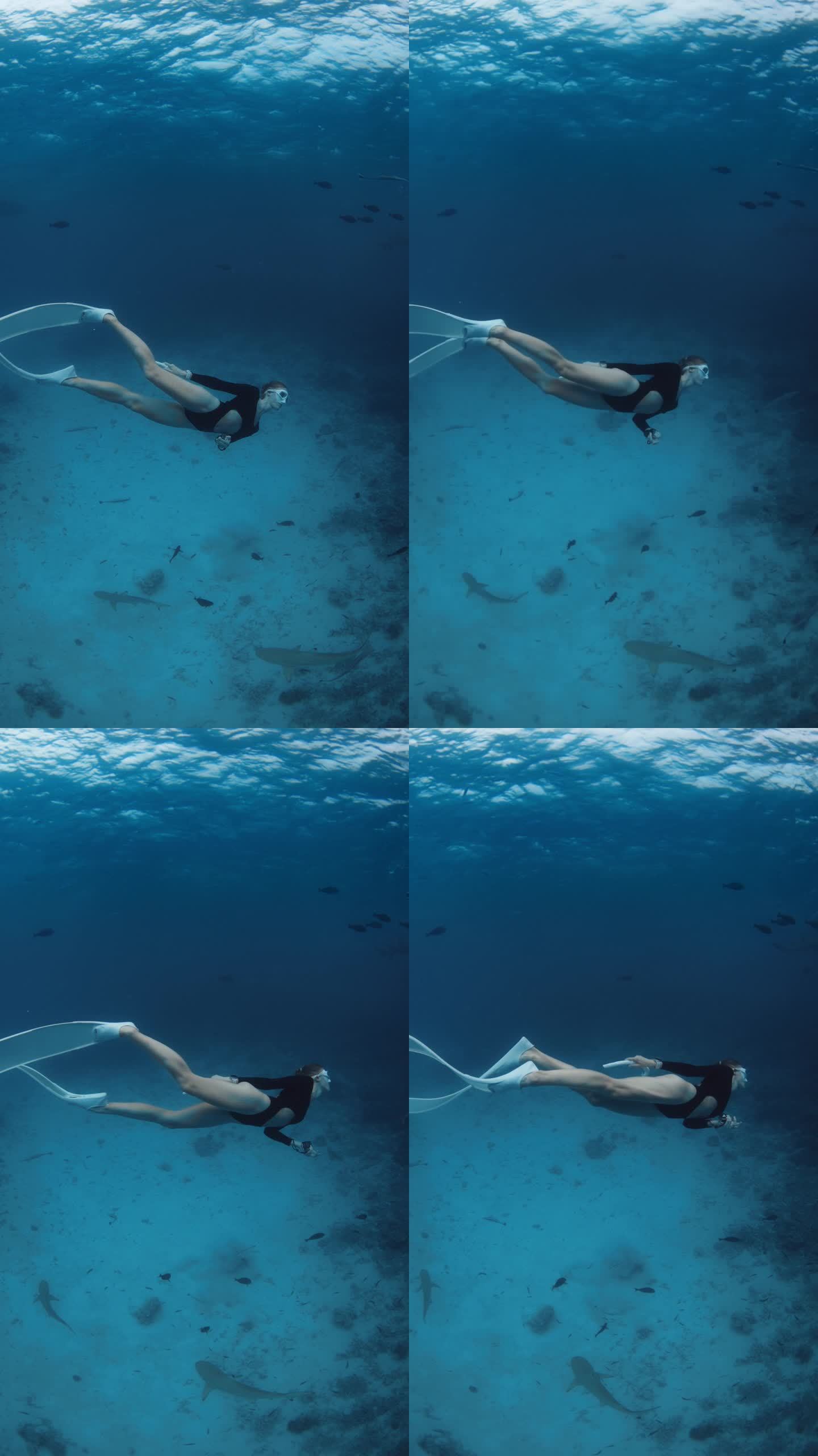 在马尔代夫热带海域与护士鲨一起游泳。女自由潜水员在水下和很多鲨鱼在一起