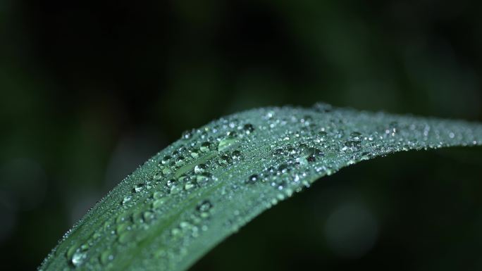 芒草水珠野草