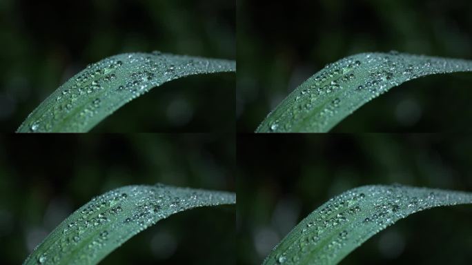 芒草水珠野草