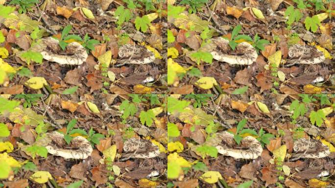 大型林地蘑菇生长在地面上干燥腐烂的叶子上
