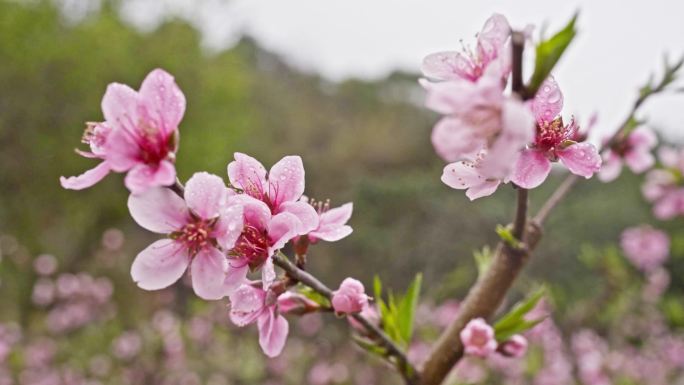 4K实拍广东河源鹰嘴桃花灿烂盛开喜迎游客