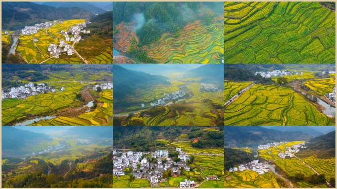 4K航拍江西省婺源江岭油菜花风景