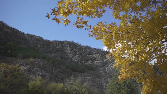 秋天 枫叶  秋   大山 蓝天 白云