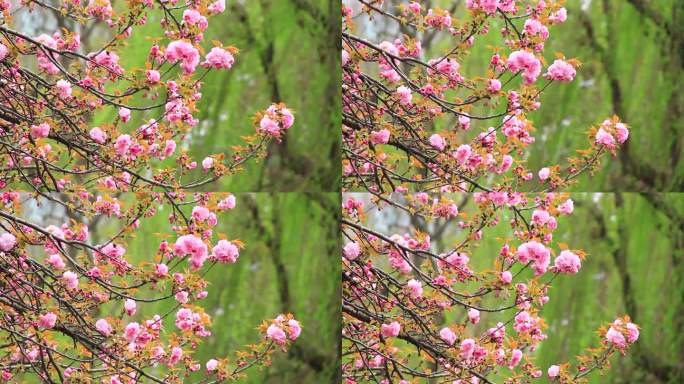 春分时节的樱花盛开