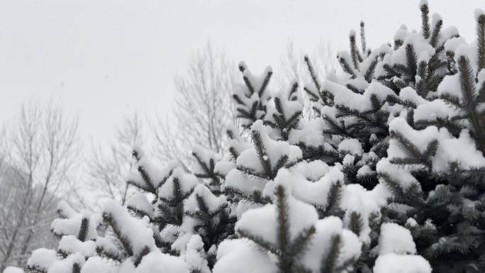 瑞雪兆丰年1