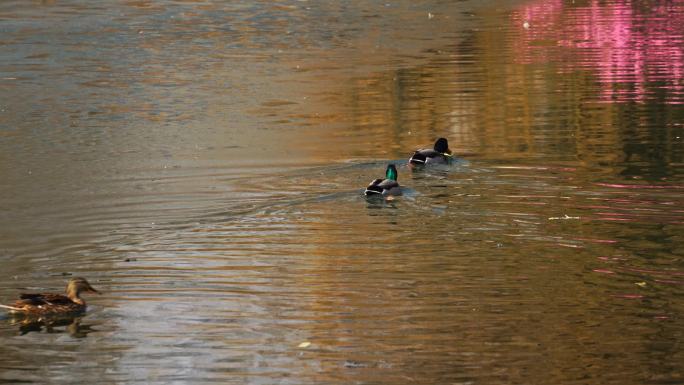 北京冬天颐和园湖中的绿头鸭