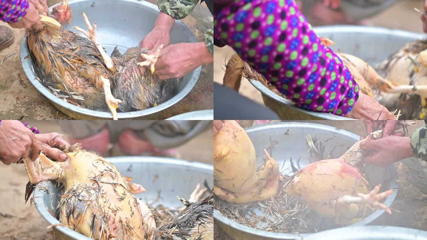 传统拔鸡毛，滚烫热水中清理鸡毛