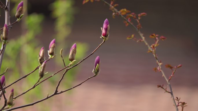 4K超清开春玉兰花海棠花樱花桃花开