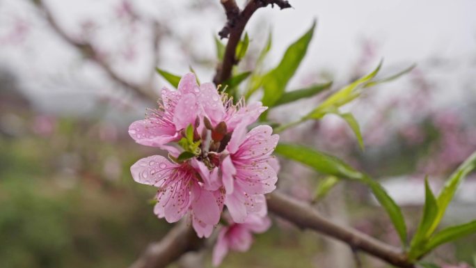 4K实拍广东连平粉红桃花灿烂盛开喜迎游客