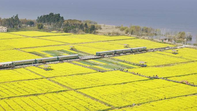 昆明晋宁区沙堤村油菜花