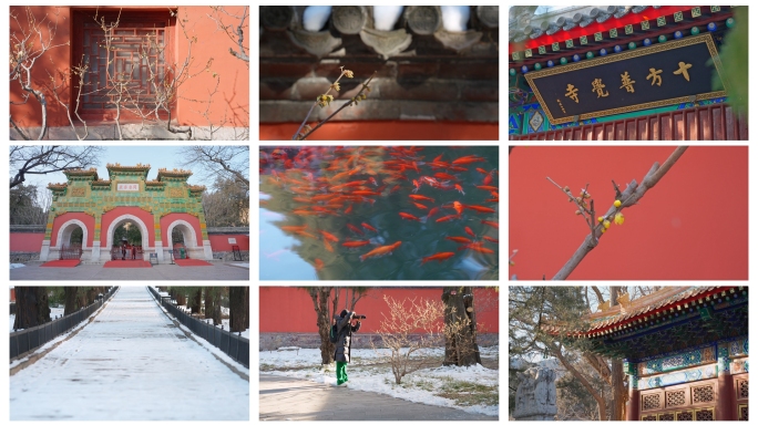 北京卧佛寺腊梅红墙雪景