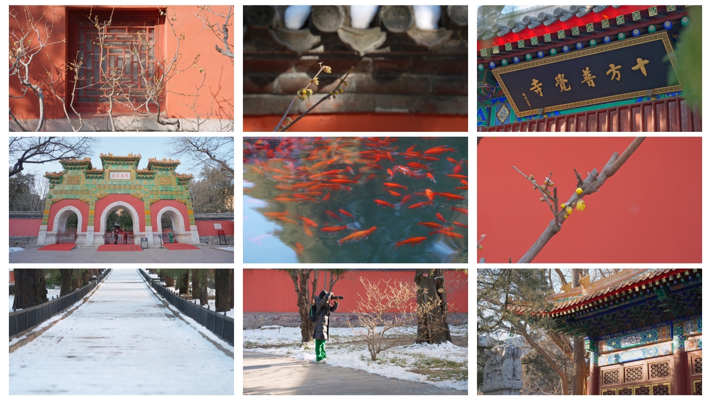北京卧佛寺腊梅红墙雪景