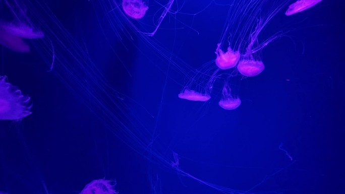 海洋馆里炫彩的水母，海洋生物
