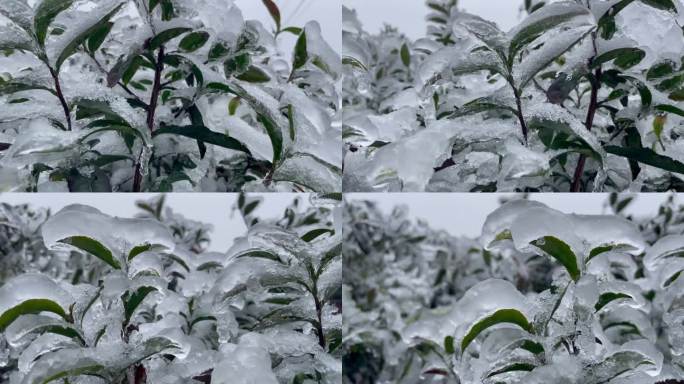 低温雨雪天气寒潮冷空气倒春寒高山茶叶冰冻