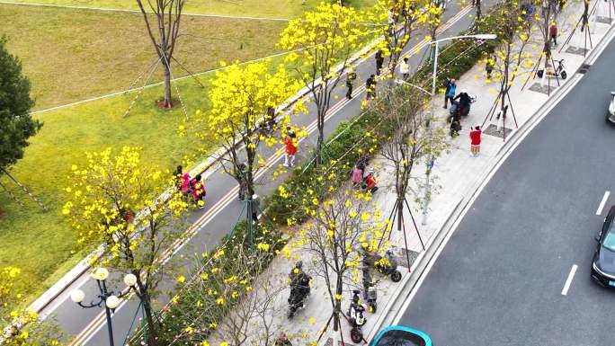 广州洲头咀公园黄花风铃木