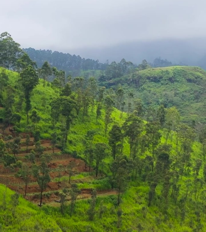 茶园在山上的山坡上。斯里兰卡
