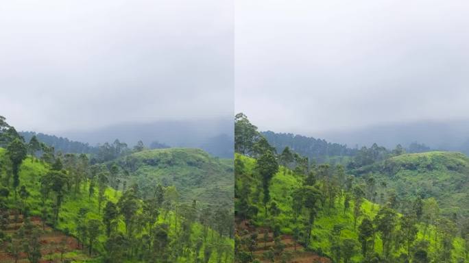 茶园在山上的山坡上。斯里兰卡