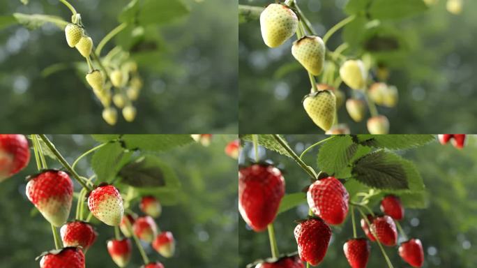 草莓成熟过程