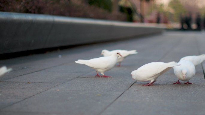 白鸽在广场地上找食物