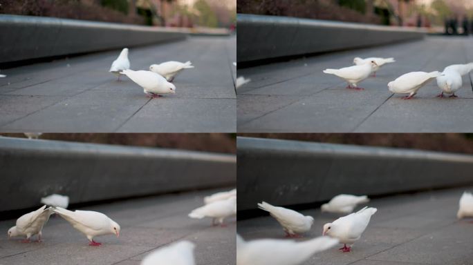 白鸽在广场地上找食物