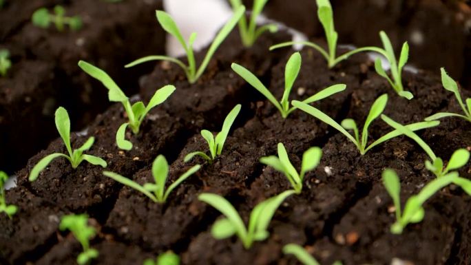 土壤阻塞是一种种子启动技术，它依赖于将种子种植在土壤立方体中，而不是细胞托盘或花盆中。土壤阻断是一种