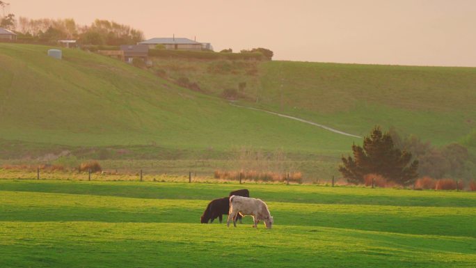 新西兰农场的牛