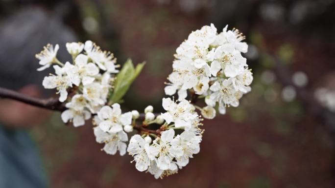 4K实拍广东河源白色桃花灿烂盛开喜迎游客