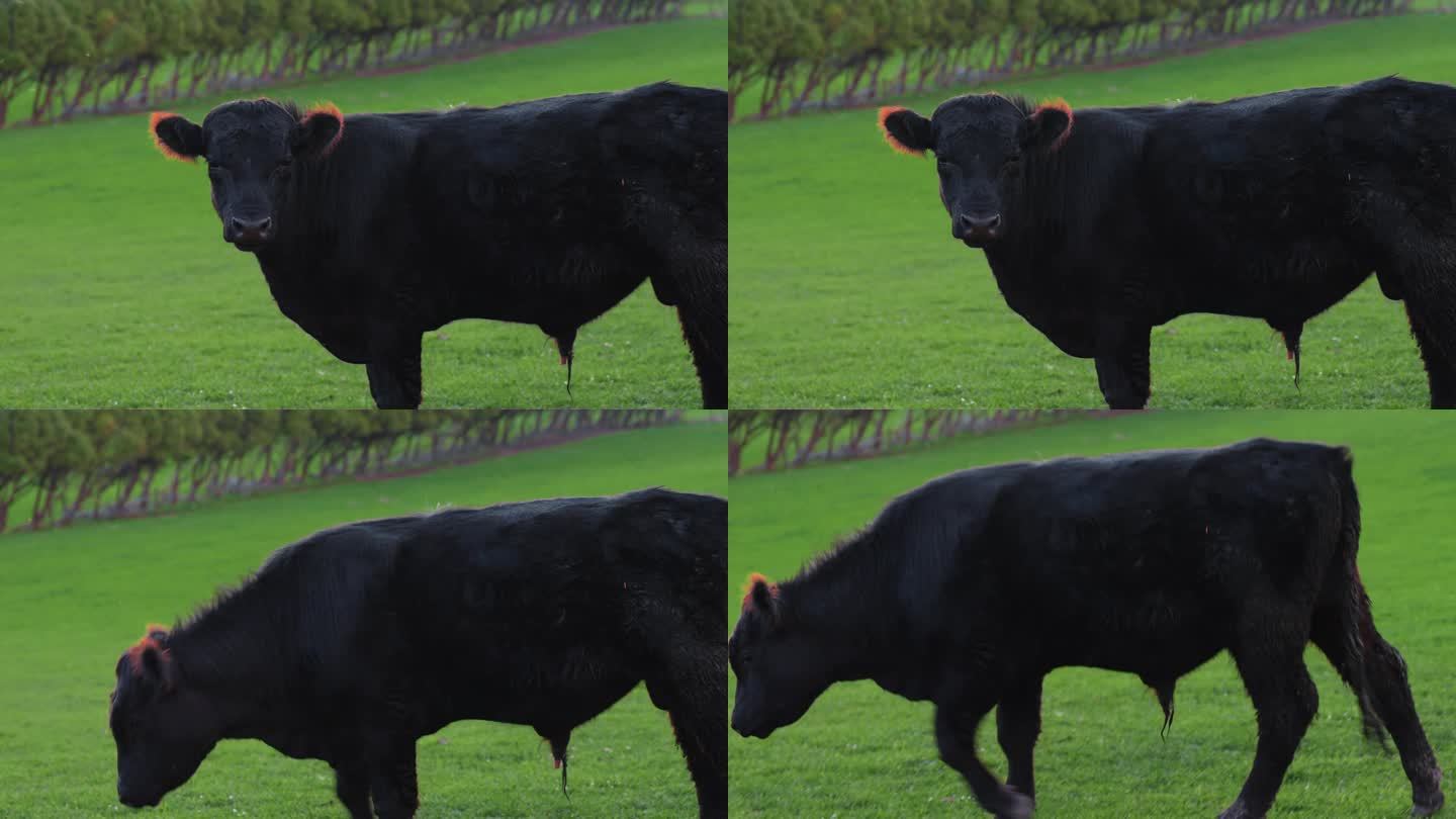 新西兰农场的牛