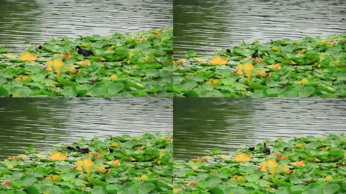 红冠黑水鸡和它的宝宝在湖水中觅食的场景