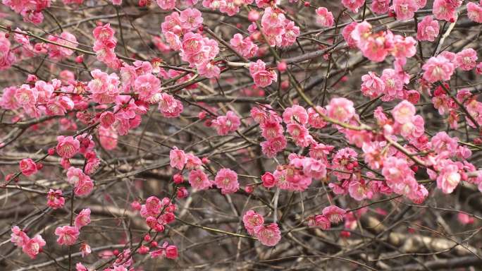 花花开梅花花开 春天意境